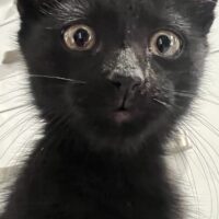Bagheera