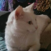 Kito