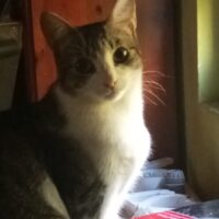 Xanita